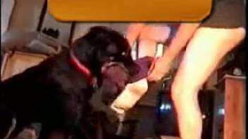 Aroused guy attempts anal intercourse with the canine for the first time