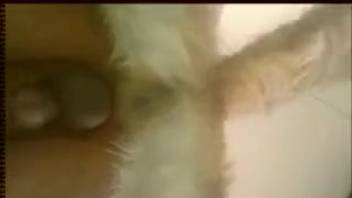Intense backdoor pounding with an aroused guy and his canine