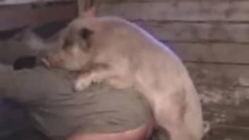 Massive educated swine fucked a farm girl 18+ doggystyle on the ranch