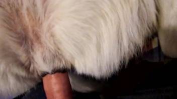 Guy savagely penetrates canine in insane bestiality first-person view