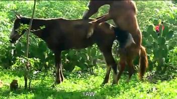 Beautiful horse have amazing sex in doggy style pose