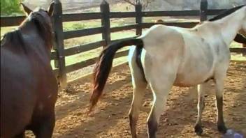 Dark stud disciplining a filly's wet slit