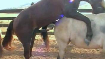 Horses are having a wild time fucking on cam