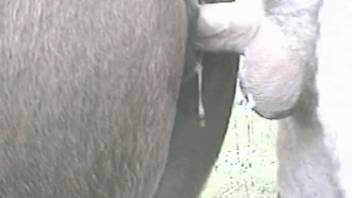 Soaked cunt horse being forcefully banged by a bestiality enthusiast