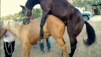 A brown stallion thrusts its cock into this mare's wet slit