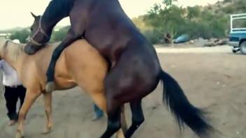 Brown horse shoves its dick into this mare's moist hole