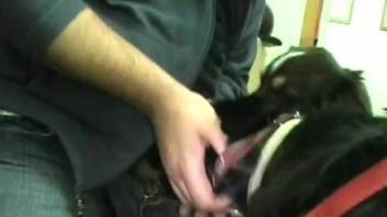 Dog made to suck master's cock in serious zoo video