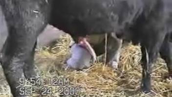 Aroused rancher jerks off his beloved beast's massive cock