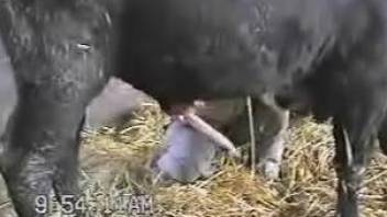 Horny farmer strokes his favorite animal's big dick