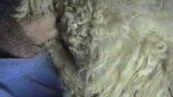 Man fucks sheep in the ass and loves the orgasm