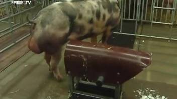 Eager dude jerks a pig's cock before watching some hot sex
