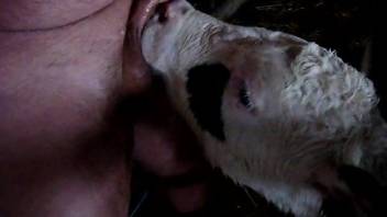 Sexy cow devouring a dude's throbbing boner on cam
