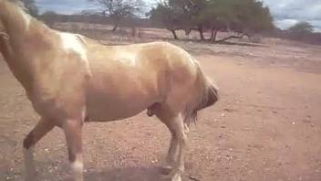 Gorgeous pony banged a fellow pony in doggy position