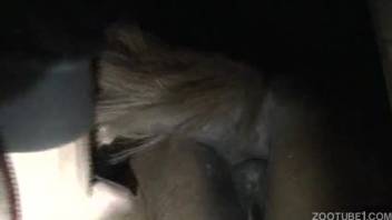 First-person view intense bestiality video featuring a guy obsessed with horse sex and zoophilia