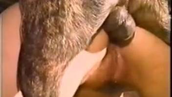 Intense backdoor action with a dark canine and curvy-bottomed beast lover