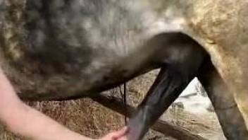Black-haired hottie jerks and sucks a huge dick of her horse