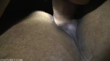 Aroused guy thrusts into mare's pussy during savage animal encounters
