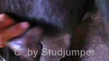 Amazing homemade barnyard animal sex collection