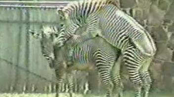 Voyeur bestiality video shows two zebras mating