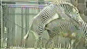 Two alluring zebras indulging in intense outdoor intercourse