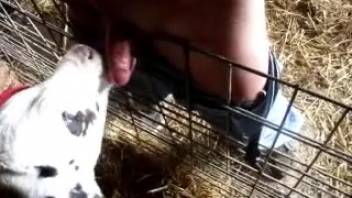 Older man allows young calf to suck on his cock
