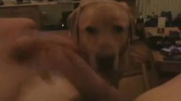 An adorable pet is passionately performing oral on his massive member with affection