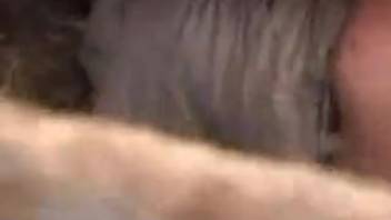 Pig Bangs Chick