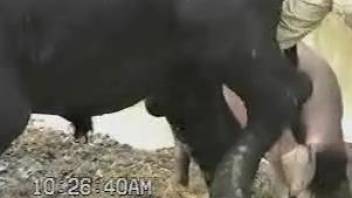 Horny man craves for the bull's huge dick in his mouth