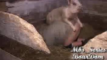 Dirty feral hog aggressively screwed an aroused person in the doggy position pose