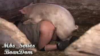 Swine penetrates a man's snug anus in a complimentary bestiality video clip