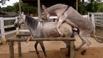 Donkey has intercourse with horse while aroused bestiality enthusiast films it