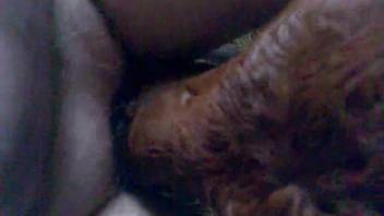 Guy lets young calf slurp his cock intensely