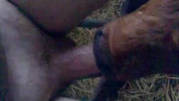 Man leaves baby veal to lick his dick big time