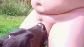 Overweight man abandons young calf to come and suck his cock