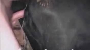 Horny dude bangs a hot ebony filly doggy style