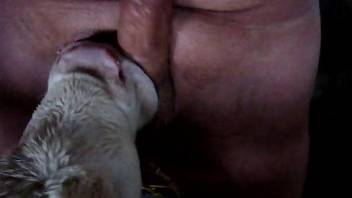 Horny dude enjoys animals licking his erect cock