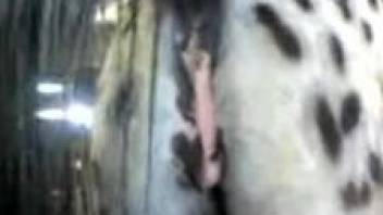Closeup with a wet horse vagina, perfect for zoo porn