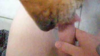 Shameless masturbatrix receives a delightful blowjob from her dog