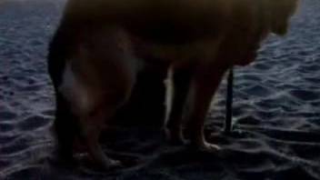 Excellent canine zoophilia at the seaside with my Labrador retriever