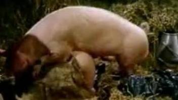 Retro bestiality video featuring a chick that loves pigs