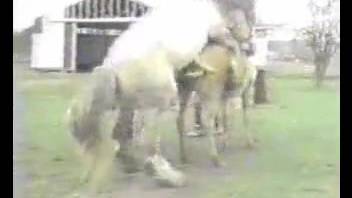 Astonishing outdoor bestiality performance featuring two horses