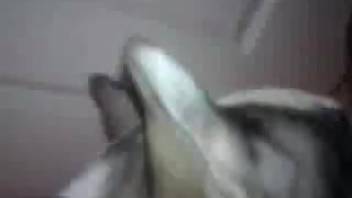 Canine tonguing guy's cock