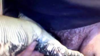 Guy bangs a reptile in a thrilling zoo adult video