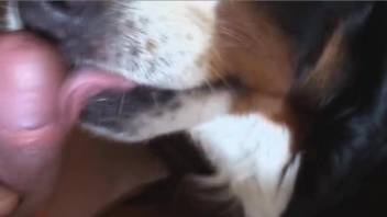 Dog licks man's penis in truly sloppy XXX scenes