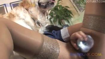 Well-trained canine featuring a thick penis in an incredible amateur animal sex video