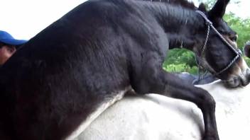 Aroused jackass pounding a female horse's juicy cunt