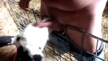 Man relishes the excitement of a young calf licking his shaft intensely