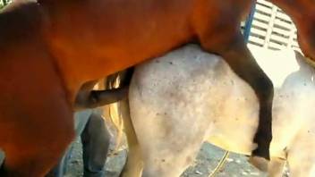 Brown stallion fucking a white mare's hot pussy