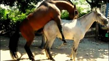 Dark stud pounding a pale filly's steamy slit