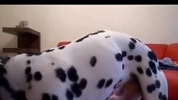 Stunning trained Dalmatian takes a part in amazing animal porn XXX